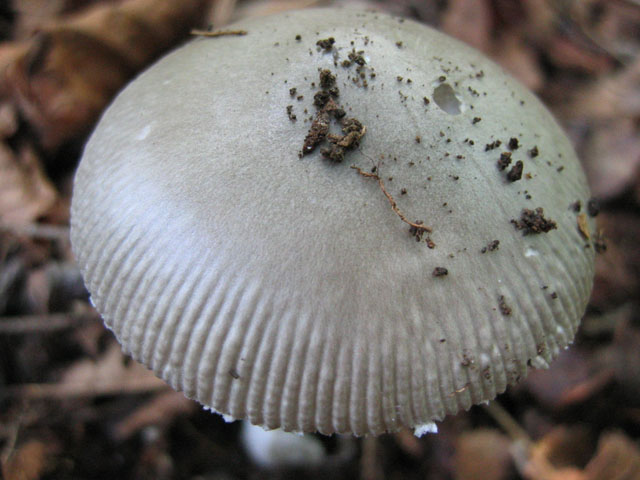 Quale ...Amanita !!!